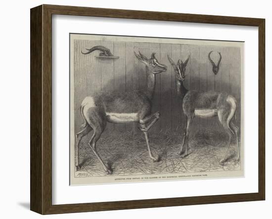 Antelopes from Soudan, in the Gardens of the Zoological Society-null-Framed Giclee Print