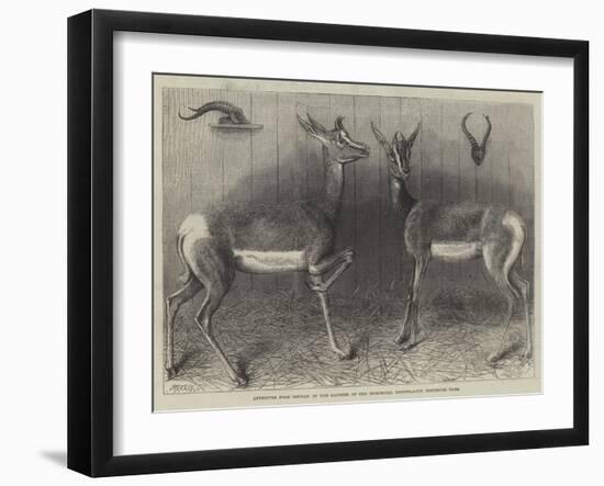 Antelopes from Soudan, in the Gardens of the Zoological Society-null-Framed Giclee Print
