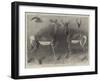 Antelopes from Soudan, in the Gardens of the Zoological Society-null-Framed Giclee Print