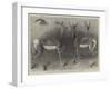 Antelopes from Soudan, in the Gardens of the Zoological Society-null-Framed Giclee Print