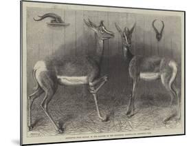 Antelopes from Soudan, in the Gardens of the Zoological Society-null-Mounted Giclee Print