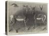 Antelopes from Soudan, in the Gardens of the Zoological Society-null-Stretched Canvas