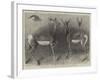 Antelopes from Soudan, in the Gardens of the Zoological Society-null-Framed Giclee Print