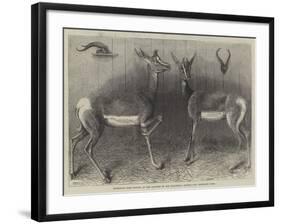 Antelopes from Soudan, in the Gardens of the Zoological Society-null-Framed Giclee Print