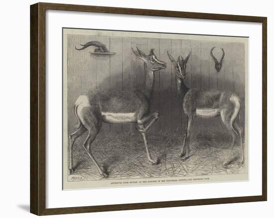 Antelopes from Soudan, in the Gardens of the Zoological Society-null-Framed Giclee Print