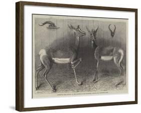 Antelopes from Soudan, in the Gardens of the Zoological Society-null-Framed Giclee Print