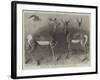 Antelopes from Soudan, in the Gardens of the Zoological Society-null-Framed Giclee Print