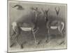 Antelopes from Soudan, in the Gardens of the Zoological Society-null-Mounted Giclee Print