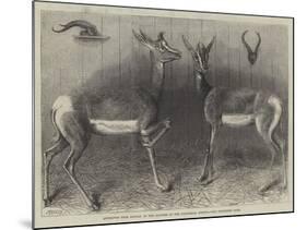 Antelopes from Soudan, in the Gardens of the Zoological Society-null-Mounted Giclee Print