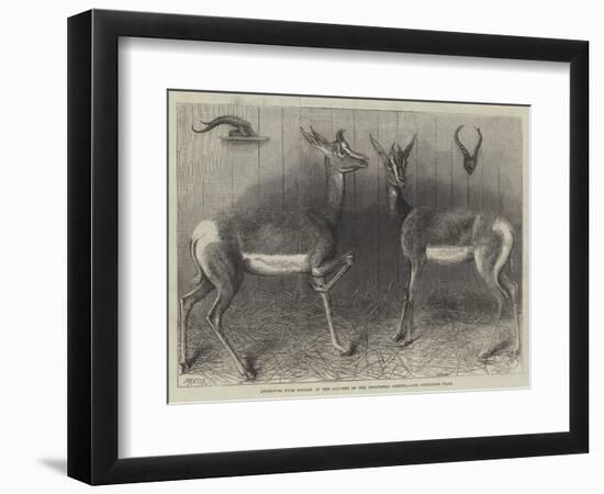 Antelopes from Soudan, in the Gardens of the Zoological Society-null-Framed Premium Giclee Print
