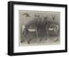 Antelopes from Soudan, in the Gardens of the Zoological Society-null-Framed Premium Giclee Print