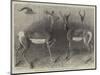 Antelopes from Soudan, in the Gardens of the Zoological Society-null-Mounted Premium Giclee Print