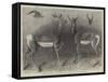 Antelopes from Soudan, in the Gardens of the Zoological Society-null-Framed Stretched Canvas