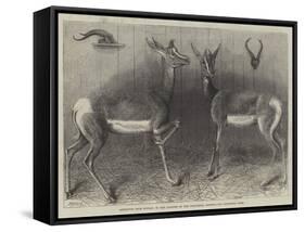 Antelopes from Soudan, in the Gardens of the Zoological Society-null-Framed Stretched Canvas