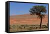 Antelopes in the Namib Desert-Circumnavigation-Framed Stretched Canvas