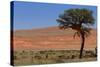 Antelopes in the Namib Desert-Circumnavigation-Stretched Canvas