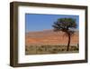 Antelopes in the Namib Desert-Circumnavigation-Framed Photographic Print