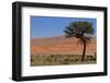 Antelopes in the Namib Desert-Circumnavigation-Framed Photographic Print