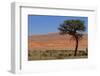 Antelopes in the Namib Desert-Circumnavigation-Framed Photographic Print