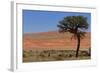 Antelopes in the Namib Desert-Circumnavigation-Framed Photographic Print