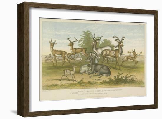 Antelopes-null-Framed Giclee Print