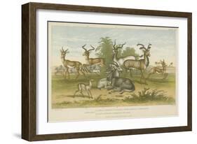 Antelopes-null-Framed Giclee Print