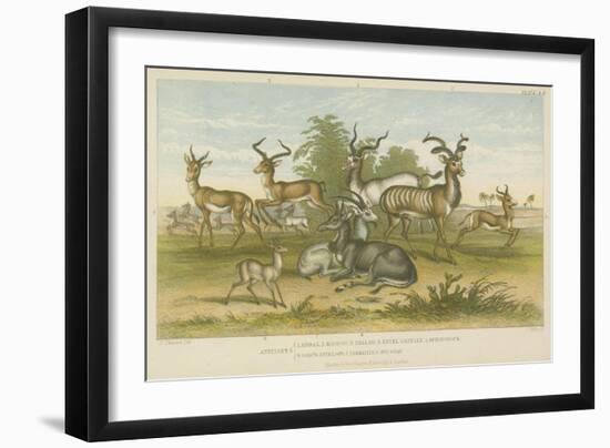 Antelopes-null-Framed Giclee Print