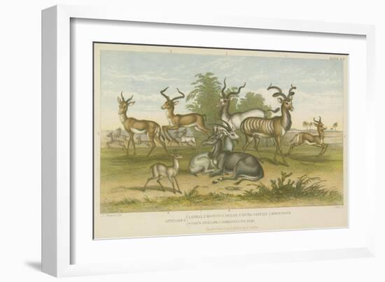 Antelopes-null-Framed Giclee Print