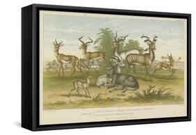 Antelopes-null-Framed Stretched Canvas