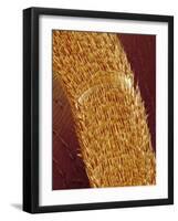 Antenna of ant-Micro Discovery-Framed Photographic Print