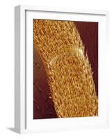 Antenna of ant-Micro Discovery-Framed Photographic Print