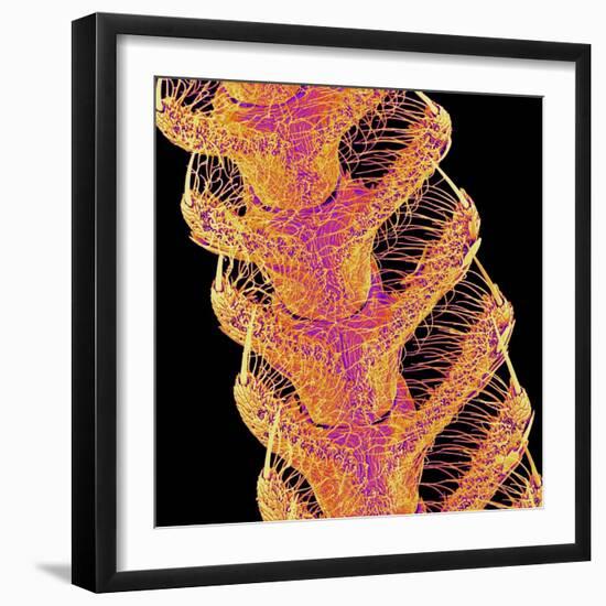 Antennae of a moth-Micro Discovery-Framed Premium Photographic Print