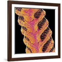 Antennae of a moth-Micro Discovery-Framed Photographic Print