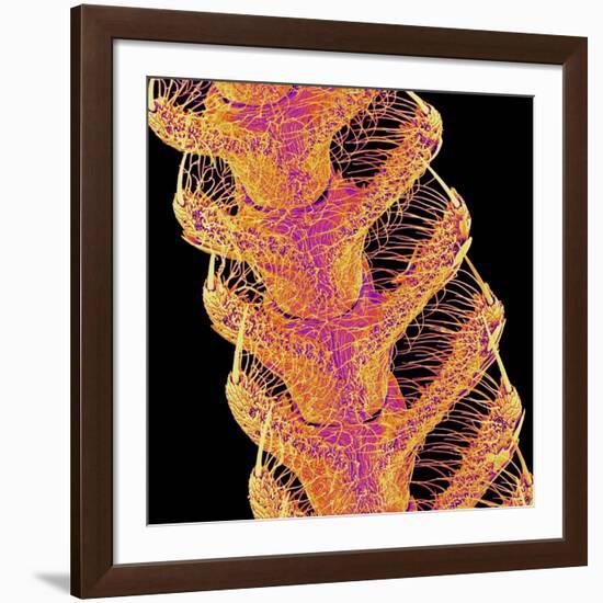 Antennae of a moth-Micro Discovery-Framed Photographic Print