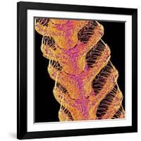 Antennae of a moth-Micro Discovery-Framed Photographic Print