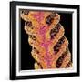 Antennae of a moth-Micro Discovery-Framed Photographic Print