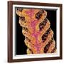 Antennae of a moth-Micro Discovery-Framed Photographic Print