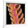 Antennae of a moth-Micro Discovery-Framed Photographic Print