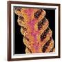 Antennae of a moth-Micro Discovery-Framed Photographic Print