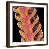 Antennae of a moth-Micro Discovery-Framed Photographic Print