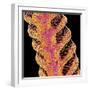 Antennae of a moth-Micro Discovery-Framed Photographic Print