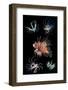 Antennata lionfish composite image, Indo-Pacific-Georgette Douwma-Framed Photographic Print