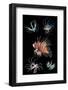 Antennata lionfish composite image, Indo-Pacific-Georgette Douwma-Framed Photographic Print