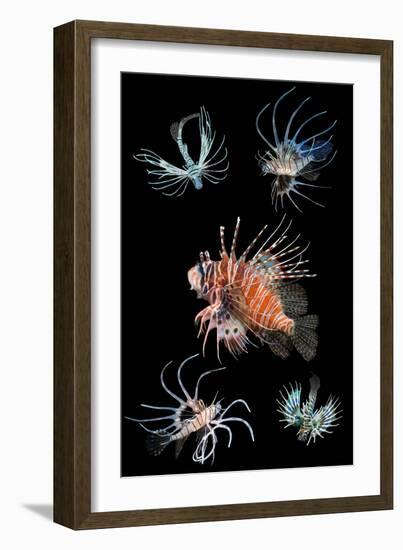 Antennata lionfish composite image, Indo-Pacific-Georgette Douwma-Framed Photographic Print