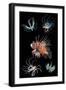 Antennata lionfish composite image, Indo-Pacific-Georgette Douwma-Framed Photographic Print