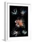 Antennata lionfish composite image, Indo-Pacific-Georgette Douwma-Framed Photographic Print