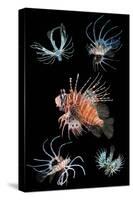 Antennata lionfish composite image, Indo-Pacific-Georgette Douwma-Stretched Canvas