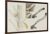 Antennularia: Hydrozoan-Philip Henry Gosse-Framed Giclee Print