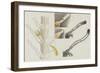 Antennularia: Hydrozoan-Philip Henry Gosse-Framed Giclee Print