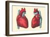 Anterior and Posterior Views of the Heart-null-Framed Art Print